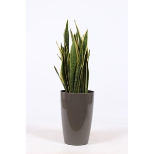 Sansevieria laurentii in Santorini 