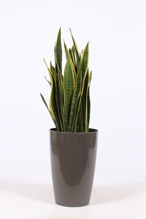<h4>Sansevieria laurentii in Santorini "taupe"</h4>