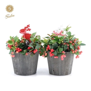 Gaultheria pr. 'Big Berry'® P12 in Wood + Reindeer