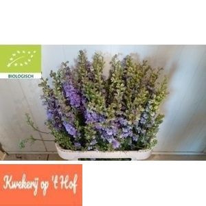 <h4>CONS R Q VIOLE LILAC</h4>