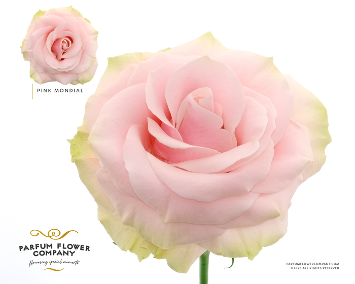 Rosa Premium Pink Mondial