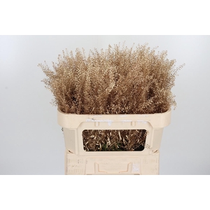 Lepidium Kl Bh Antiek Goud