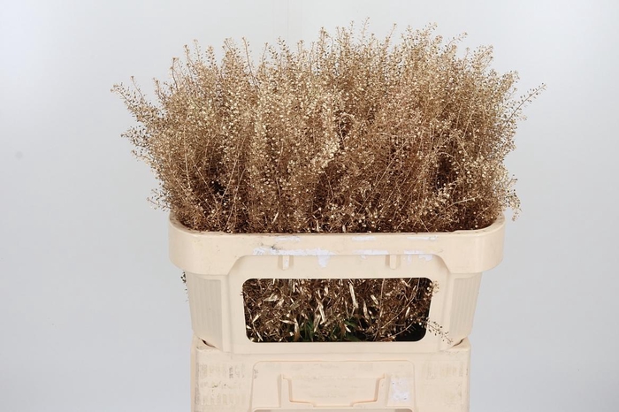 <h4>Lepidium Kl Bh Antiek Goud</h4>