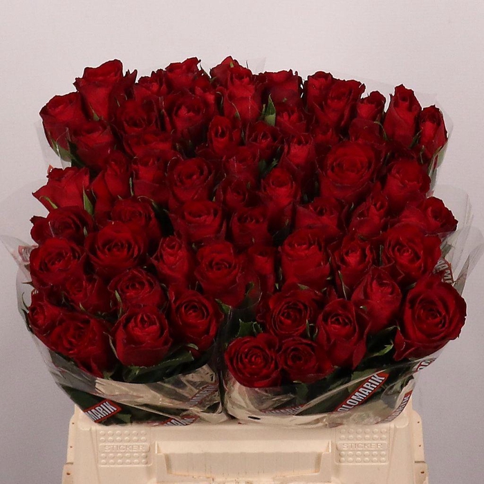 <h4>Rosa large madam red</h4>