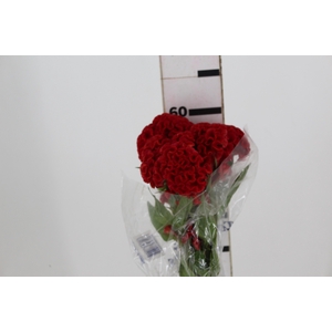 CELOSIA FIRE CHIEF 060 CM VERMELHO