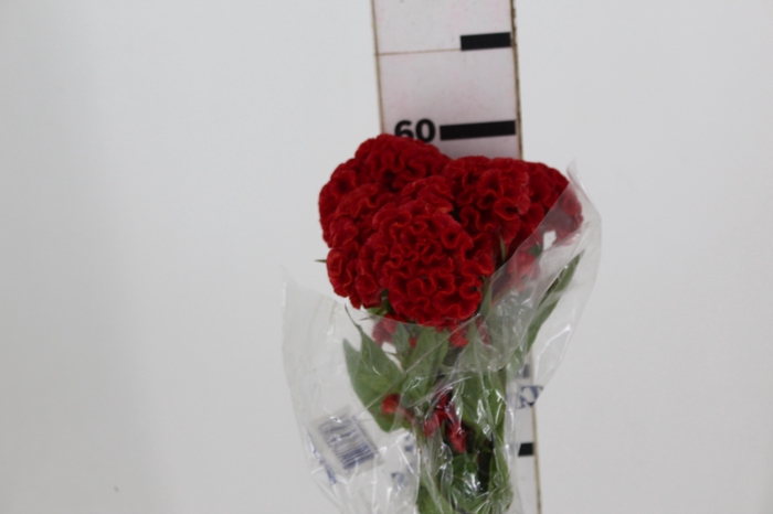 <h4>CELOSIA FIRE CHIEF 060 CM VERMELHO</h4>