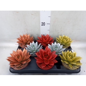 Echeveria  'Miranda'