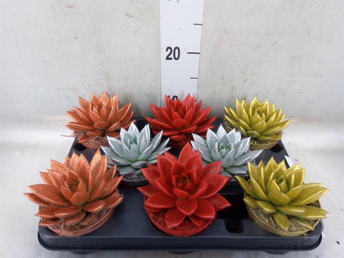 <h4>Echeveria 'Miranda'</h4>