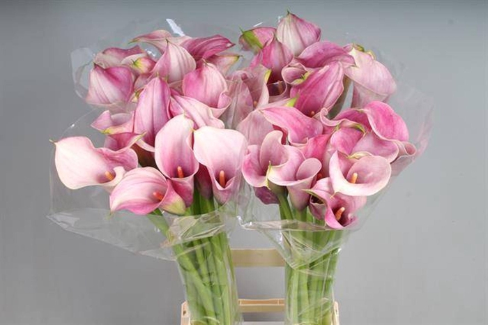 Calla Captain Romance