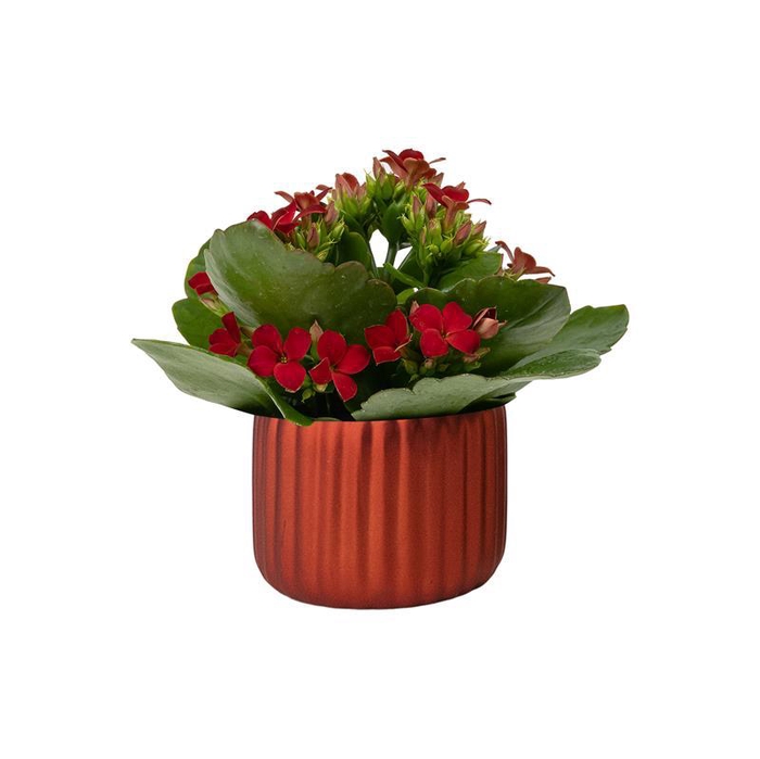 <h4>KALANCHOE BLOSSFELDIANA p6</h4>