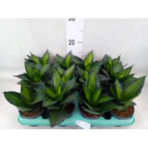 Sansevieria trifa. 'Hahnii'