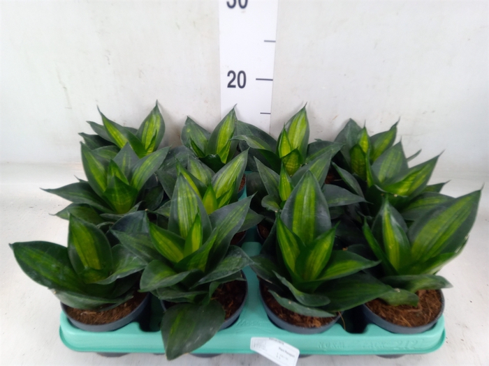 <h4>Sansevieria trifa. 'Hahnii'</h4>