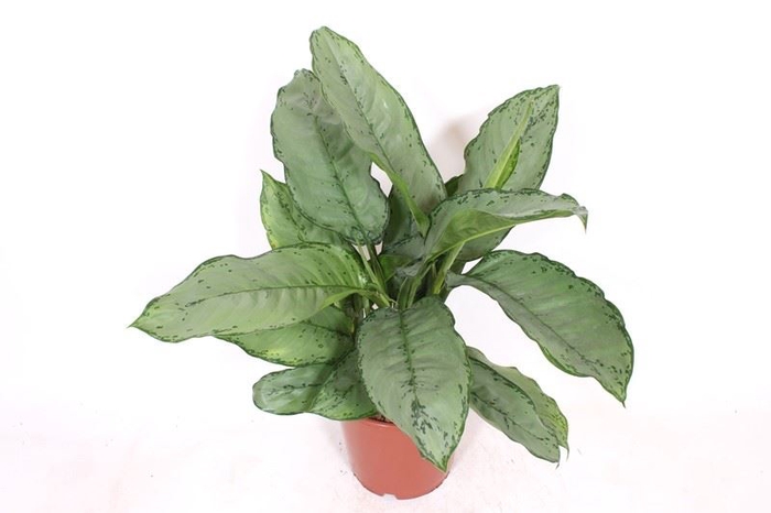 Aglaonema B.J. Freedman