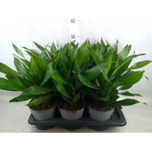 Dracaena frag. 'Green Jewel'