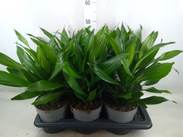<h4>Dracaena frag. 'Green Jewel'</h4>