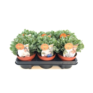 Crassula arborescens subsp. undilat