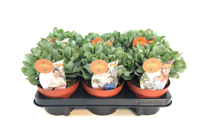 <h4>Crassula arborescens subsp. undilat</h4>