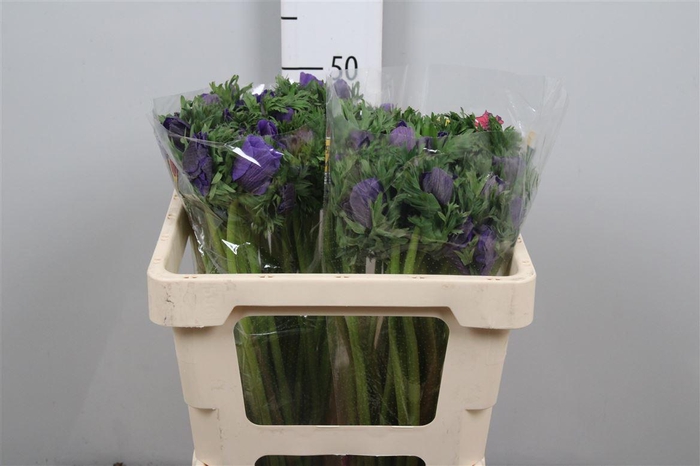 <h4>Anem Co Galil Blauw</h4>