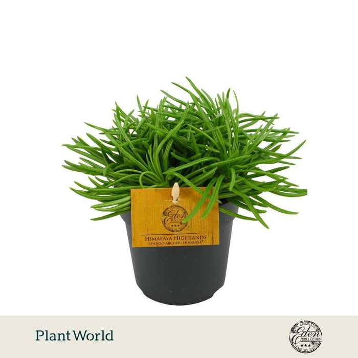 <h4>Senecio Himalaya  P10.5</h4>