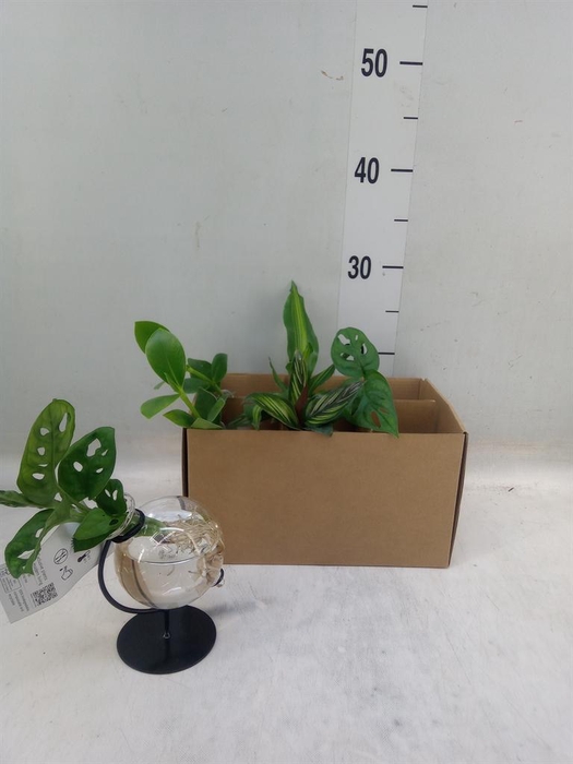 <h4>Planten  ..mix</h4>