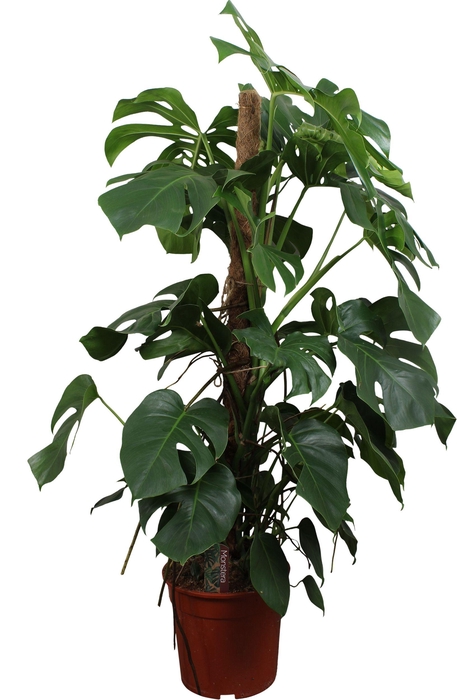 <h4>Monstera Pertusum met mosstok 120-130cm</h4>