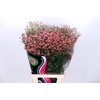 Limonium Diamond Red