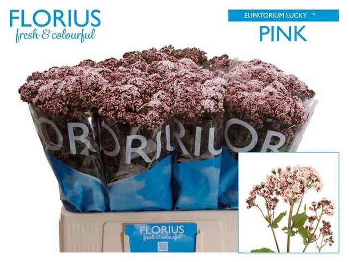 <h4>Eupathorium Lucky Pink Florius</h4>