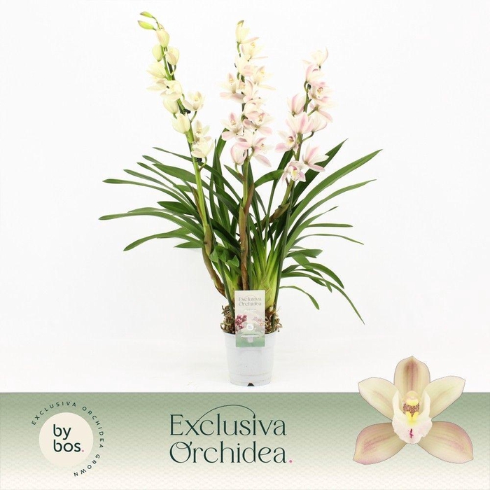 <h4>Cymbidium, Yuki 3-spike 'Exclusiva Orchidea'</h4>
