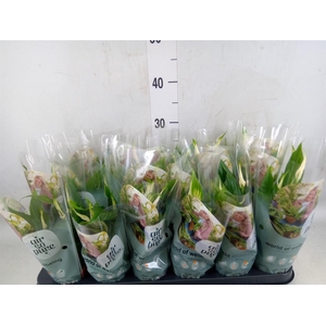Spathiphyllum  'Chopin'