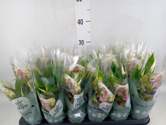 <h4>Spathiphyllum  'Chopin'</h4>