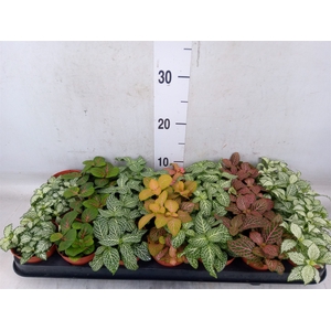 Fittonia   ...mix 7