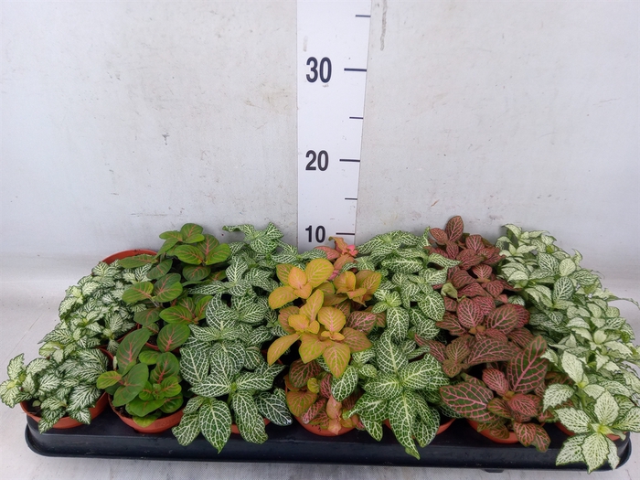 <h4>Fittonia   ...mix 7</h4>