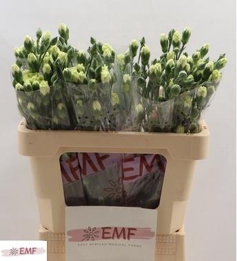 <h4>Di Tr Rascal Green</h4>