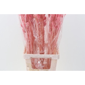 Fennel Pink Xl