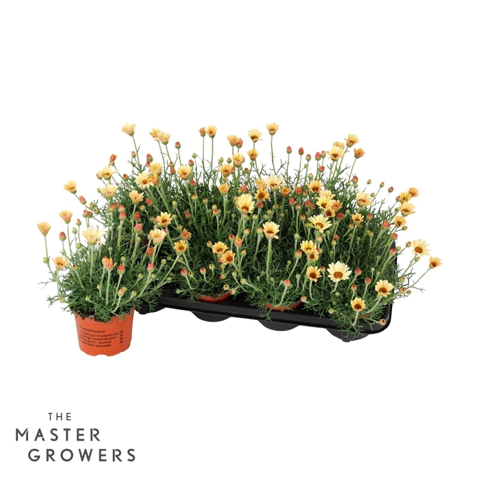 <h4>Rhodanthemum Zagora Yellow</h4>