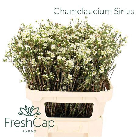 <h4>Chame Me Sirius</h4>