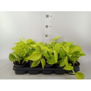 Epipremnum pinn. 'Golden Pothos'
