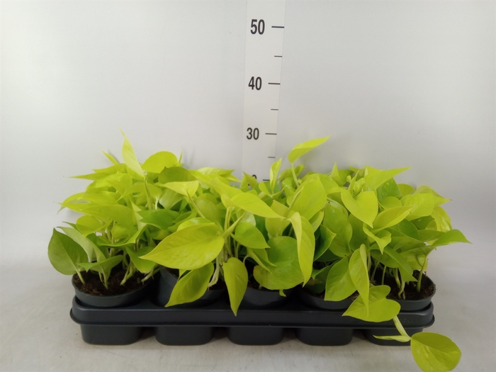 <h4>Epipremnum pinn. 'Golden Pothos'</h4>