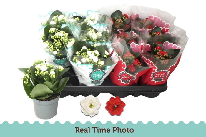 <h4>KAL GE GEM 2 KL</h4>