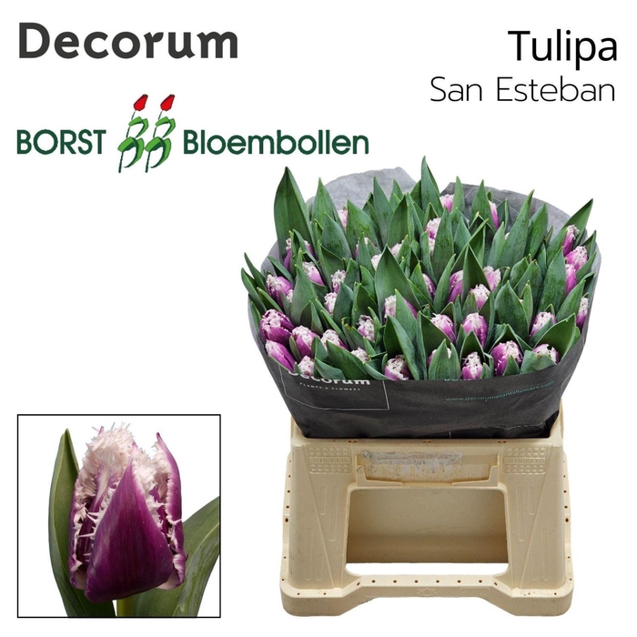 <h4>TULIPA FR  ... TU FR SAN ESTEBAN</h4>