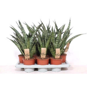Sansevieria cylindrica overig