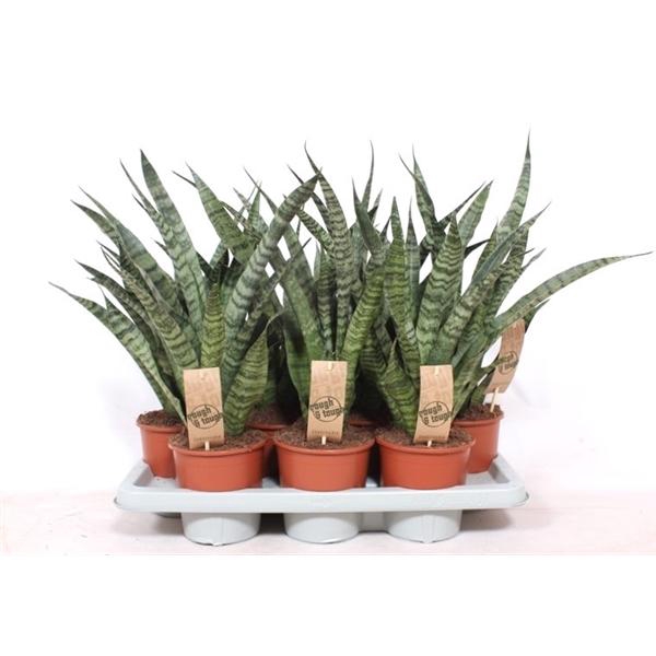 <h4>Sansevieria cylindrica overig</h4>