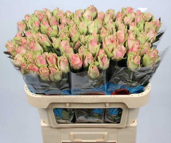 <h4>R GR BELLE ROSE</h4>