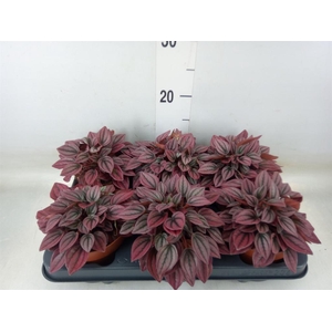 Peperomia caperata 'Cayenne'