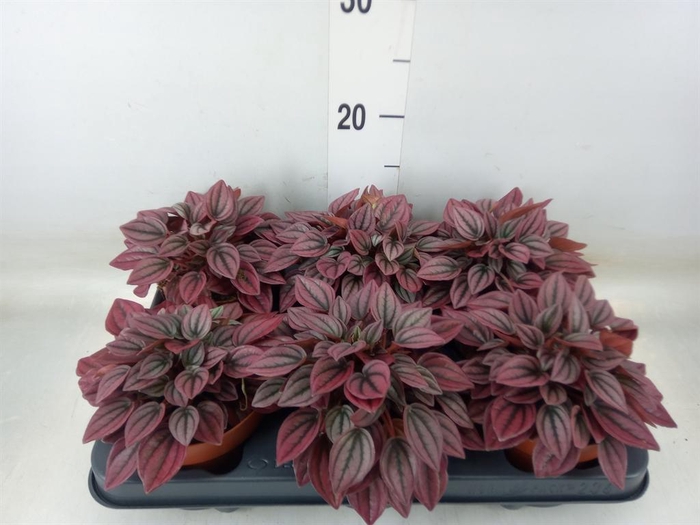 <h4>Peperomia caperata 'Cayenne'</h4>