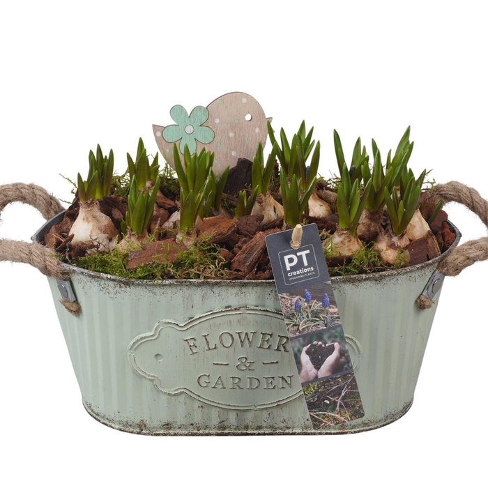 <h4>Arr.  Muscari L%</h4>