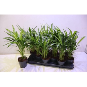arr8 Dypsis Lutescens