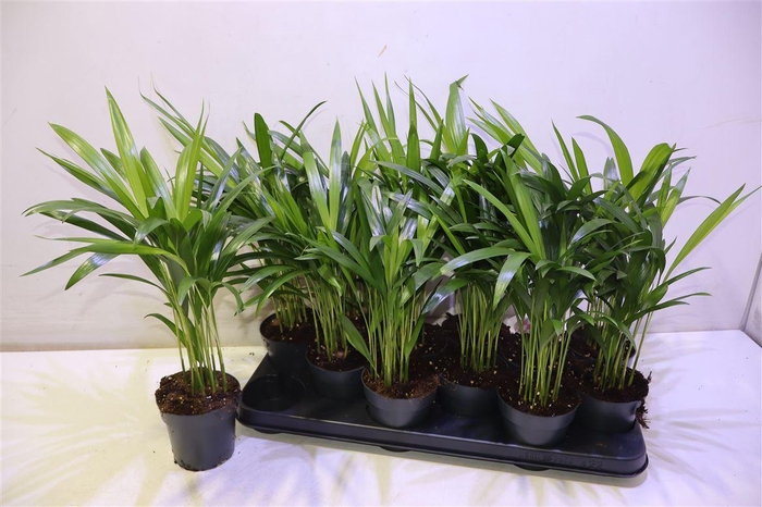 <h4>arr8 Dypsis Lutescens</h4>