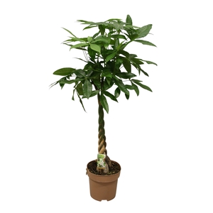 Pachira aquatica