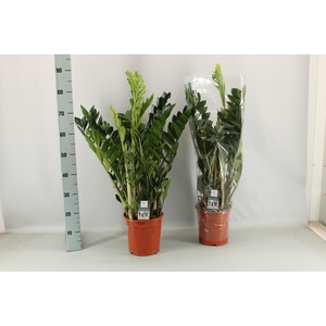 ZAMIO ZAMIIFOLIA